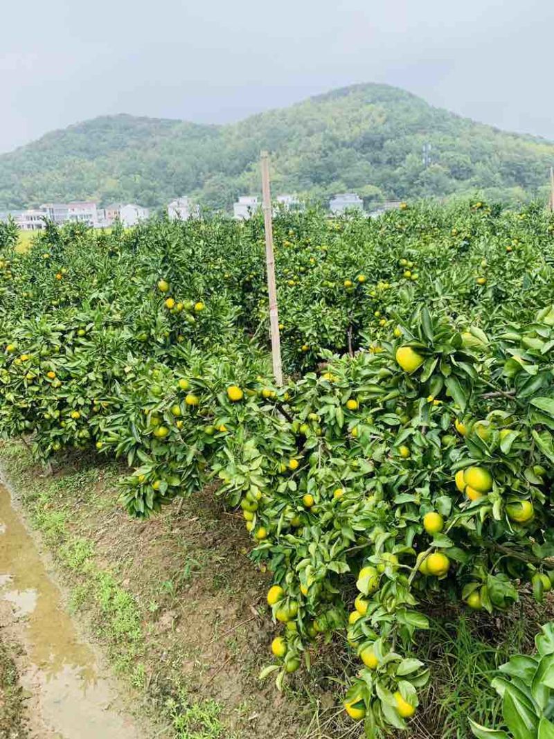 象山大丰蜜桔，坐标黄避岙高庄