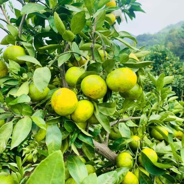 象山大丰蜜桔，坐标黄避岙高庄
