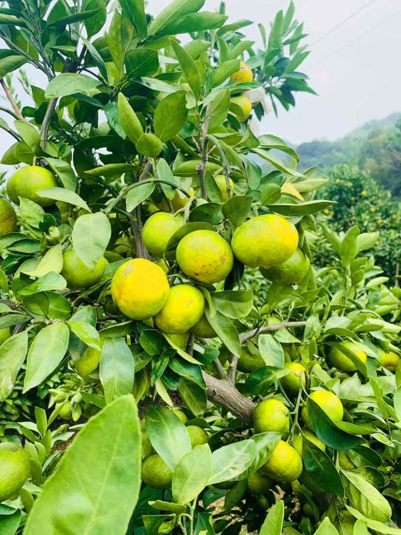象山大丰蜜桔，坐标黄避岙高庄