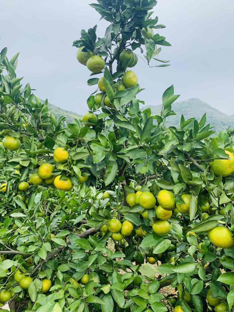 象山大丰蜜桔，坐标黄避岙高庄