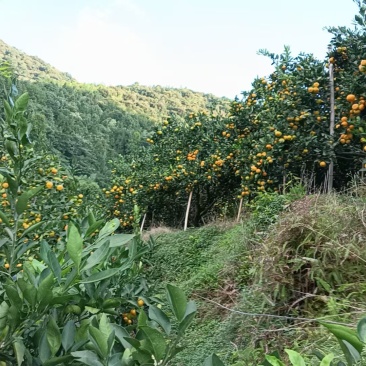 江西寻乌蜜橘