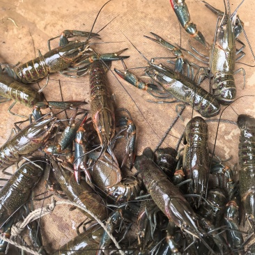 重庆自家饲养澳洲淡水龙虾