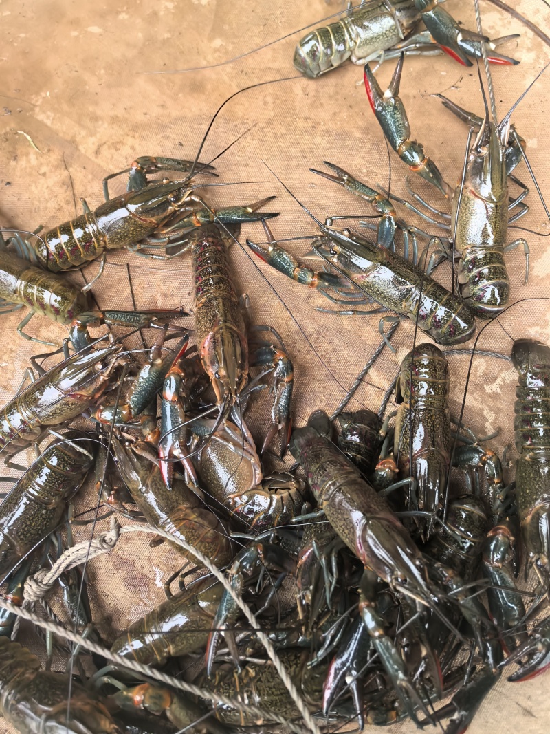重庆自家饲养澳洲淡水龙虾