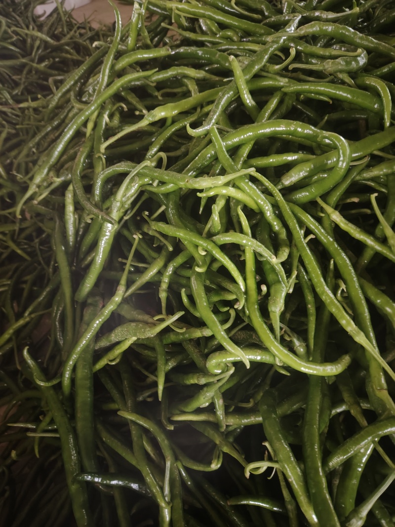 精品线椒，黑皮线椒，黄皮线椒，青皮线椒。螺丝，螺线大量有，