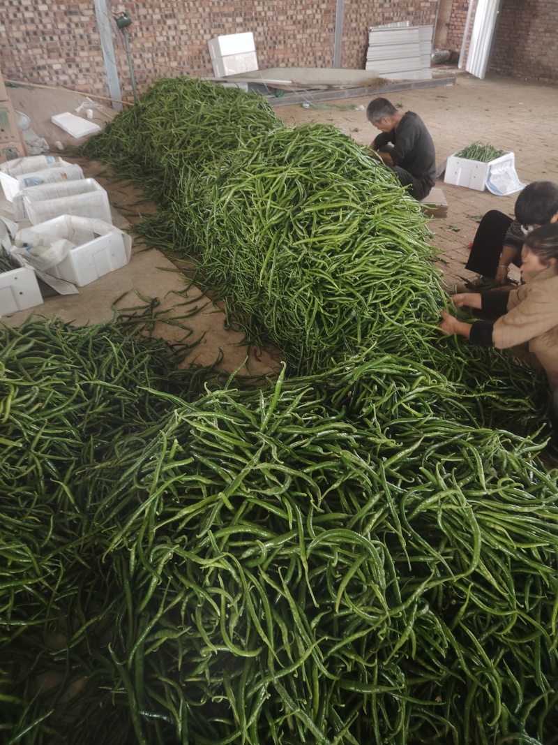 精品线椒，黑皮线椒，黄皮线椒，青皮线椒。螺丝，螺线大量有，