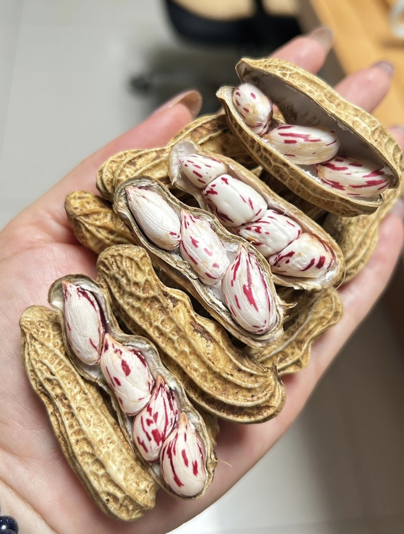 新鲜花生七彩花生，黑皮花生大量上市中