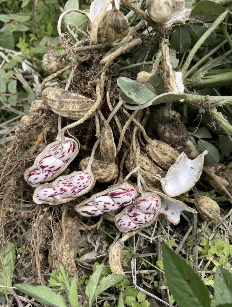 新鲜花生七彩花生，黑皮花生大量上市中