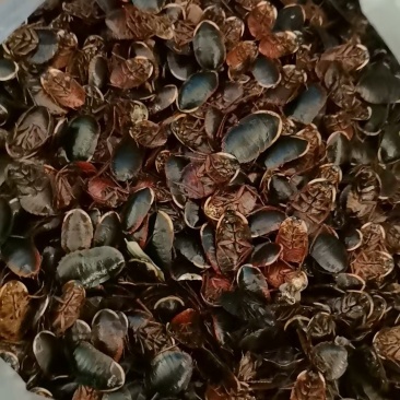金边土元干货/金边土鳖虫干货