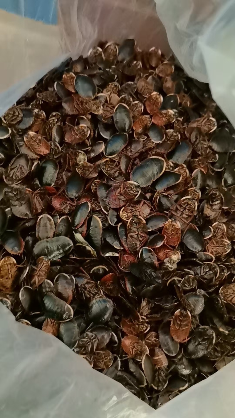 金边土元干货/金边土鳖虫干货