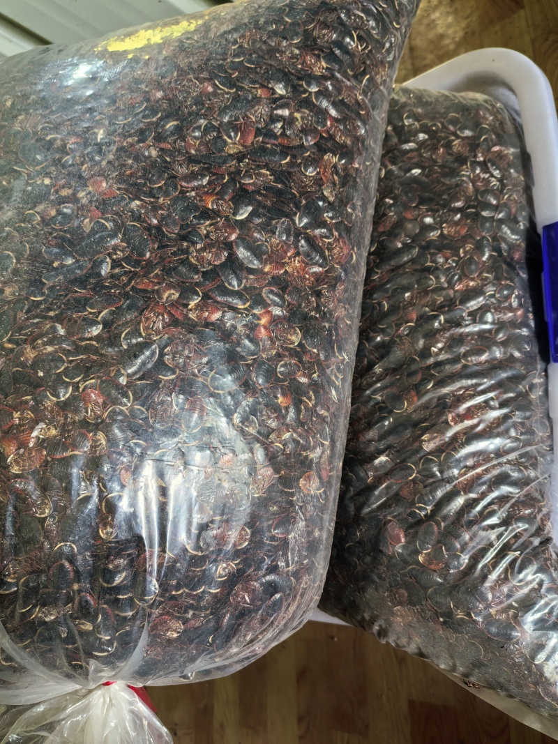 金边土元干货/金边土鳖虫干货