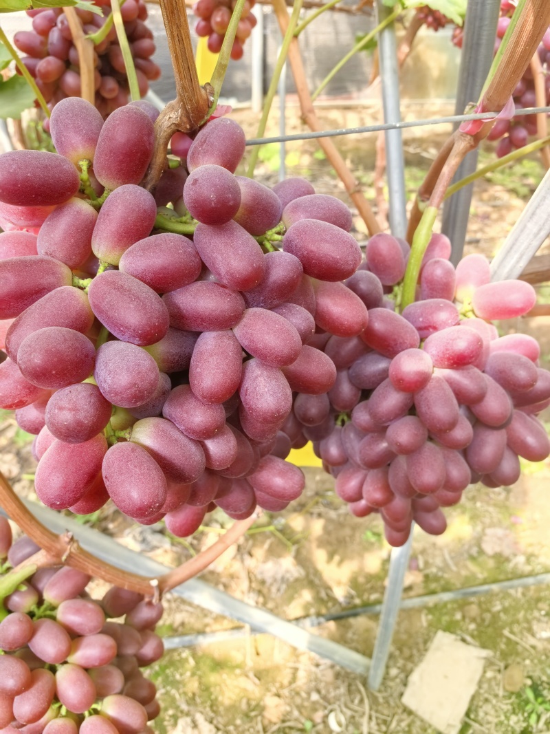 葡萄