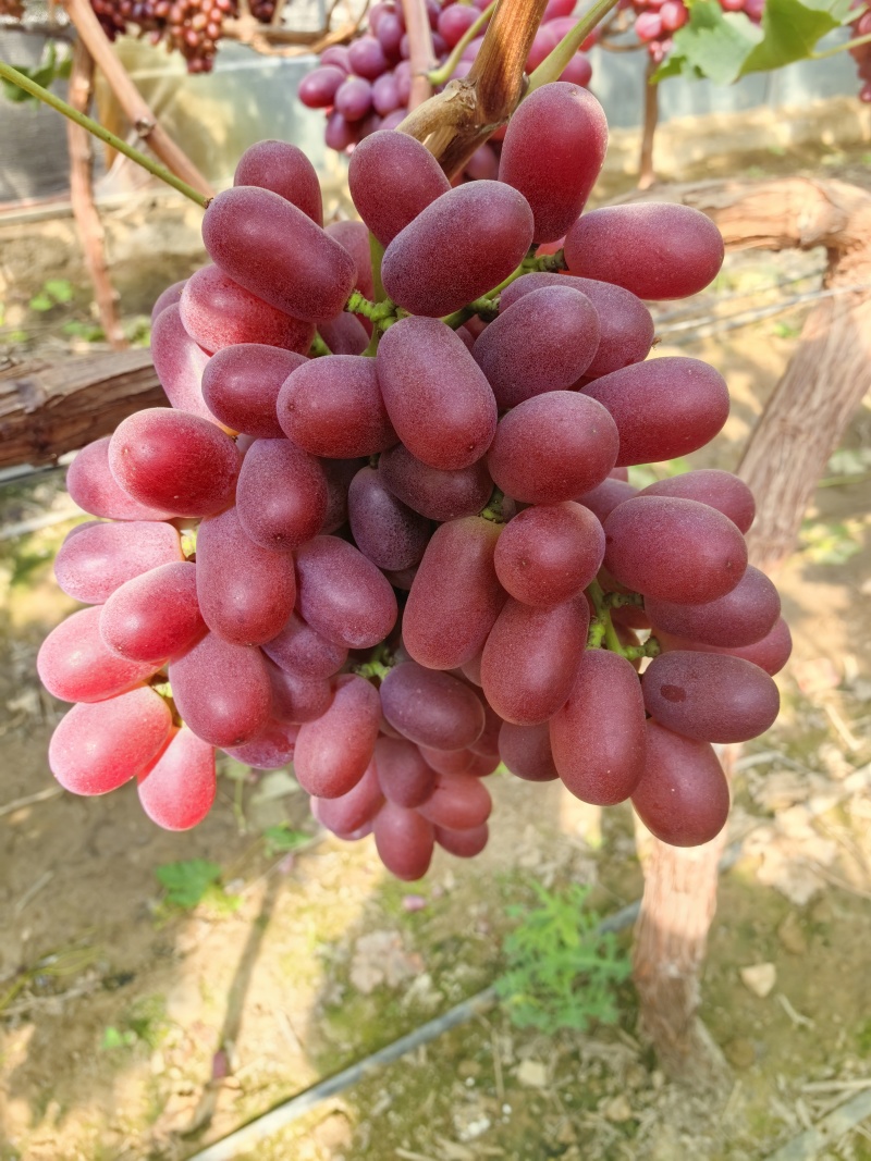 葡萄