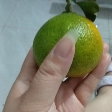 脐橙