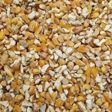 碎玉米