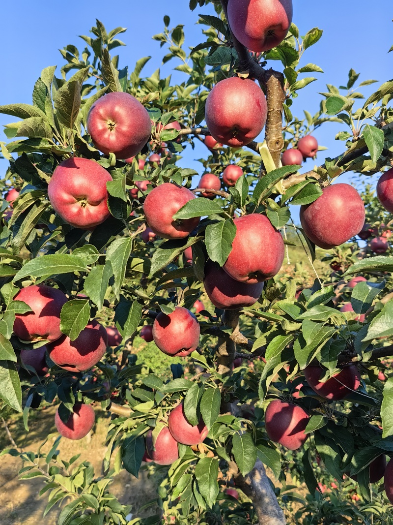 甘肃陇南礼县苹果