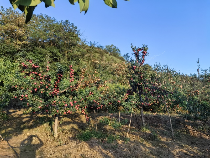 甘肃陇南礼县苹果