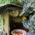 家乡土蜂蜜