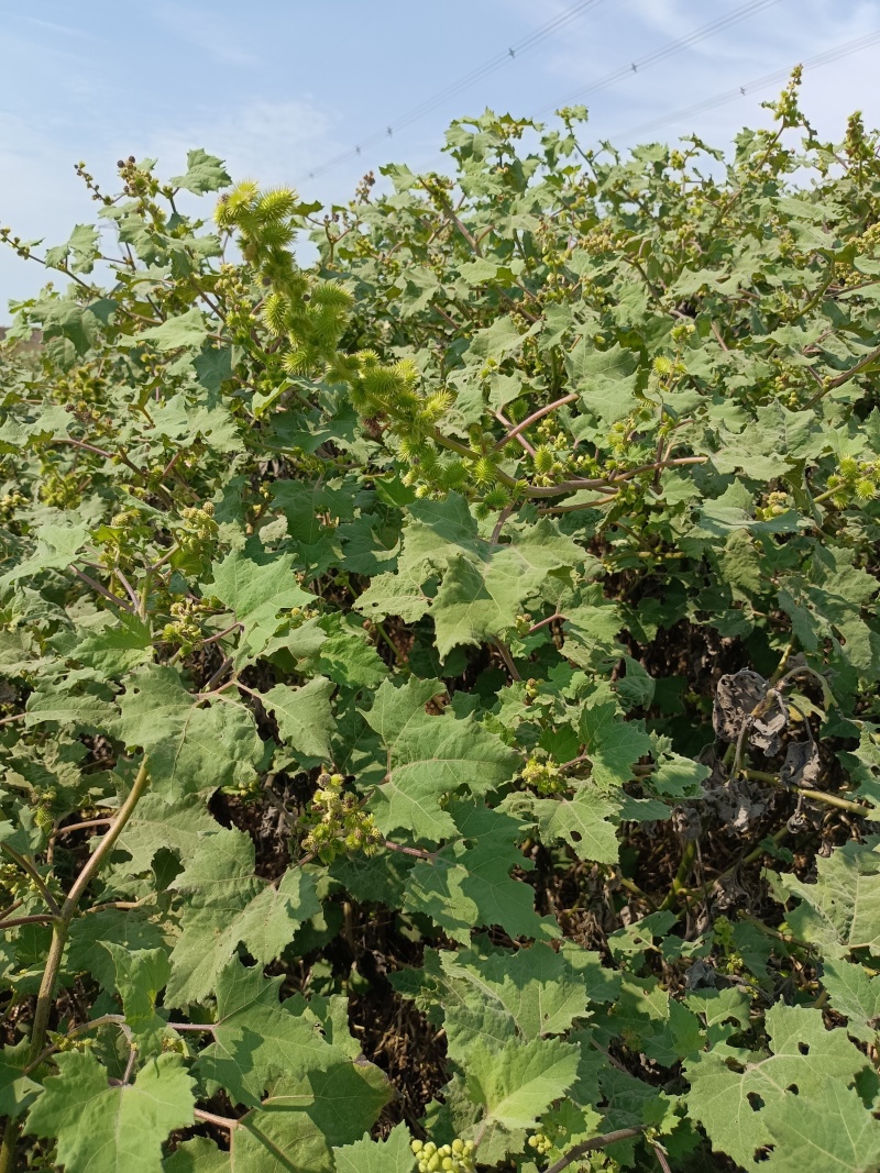 万亩野生苍耳子供应商