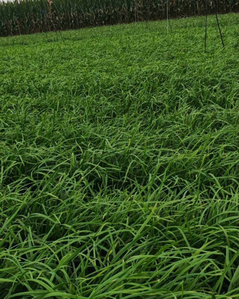 山东中叶韭菜