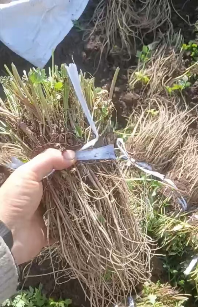 岷县优质当归苗
