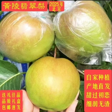 陕西黄陵翡翠梨