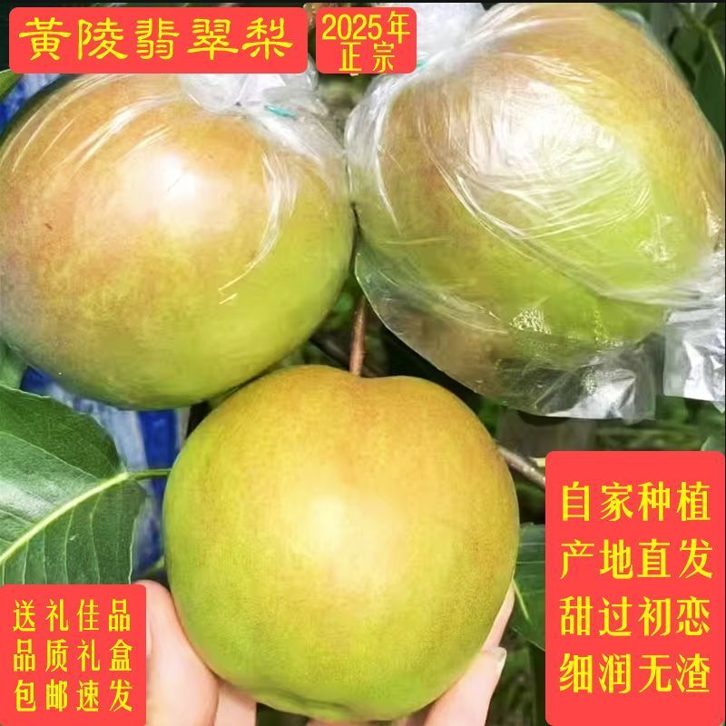 陕西黄陵翡翠梨