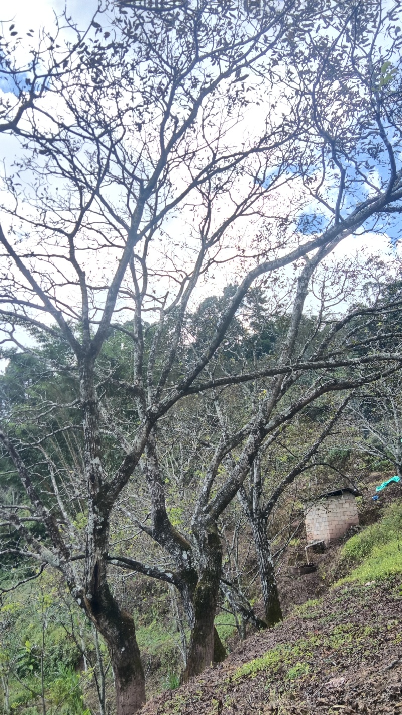 云南风庆老树核桃仁精品超白双仁