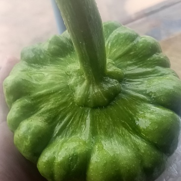 姜丙瓜，小长瓜