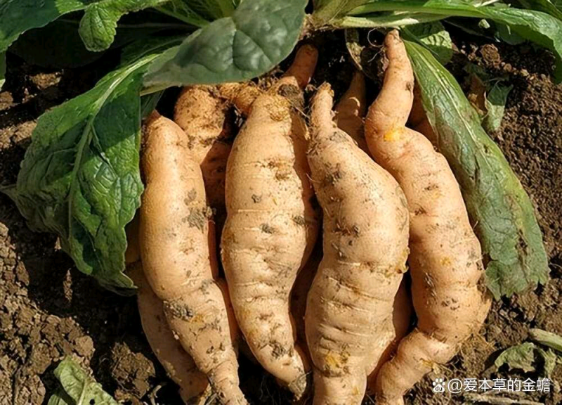 生熟地黄