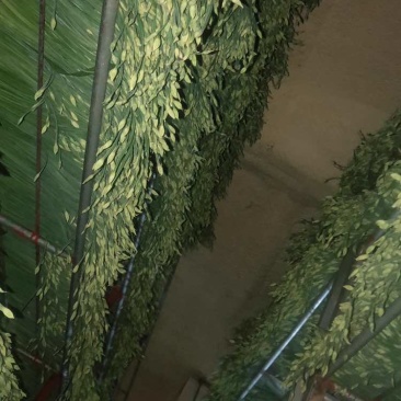 精品韭菜苔