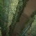 精品韭菜苔