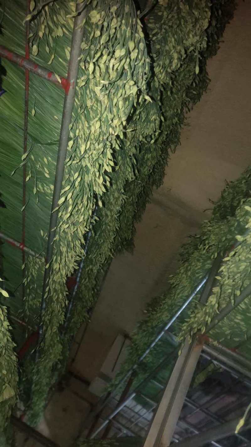 精品韭菜苔