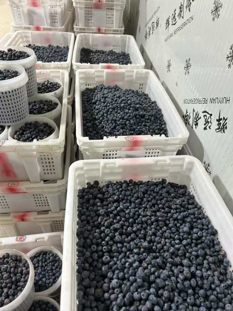 蓝莓电商果、工厂果