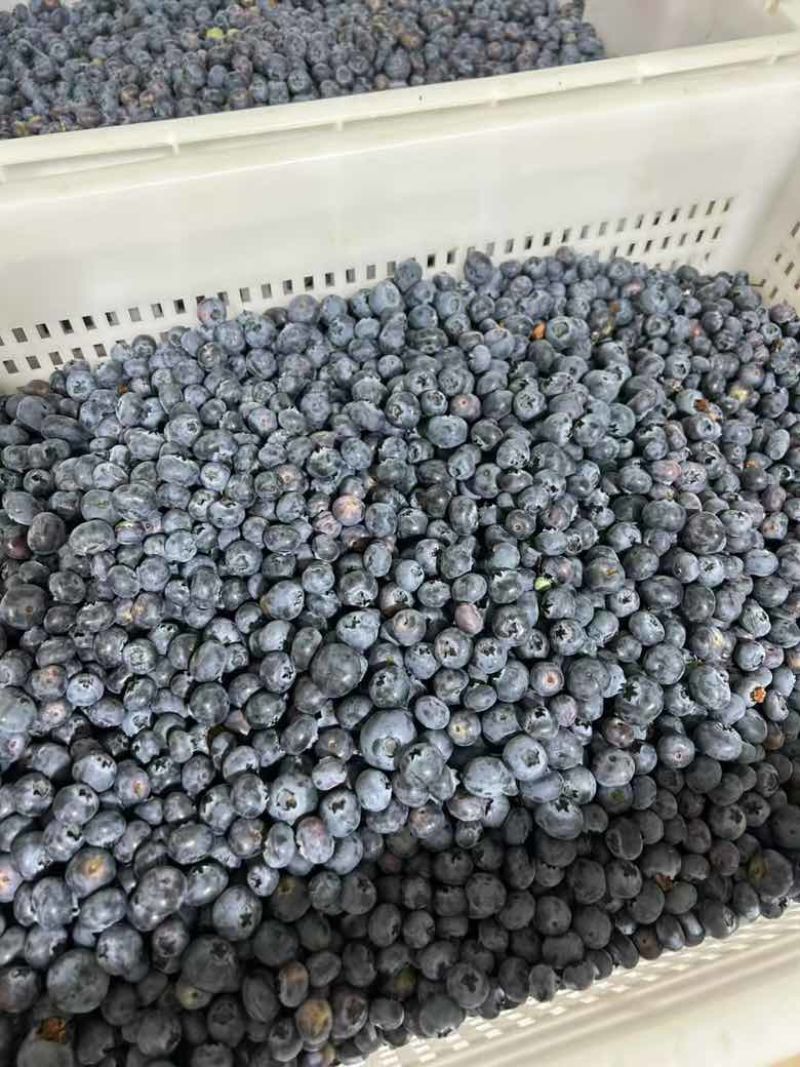 蓝莓电商果、工厂果