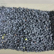 蓝莓电商果、工厂果