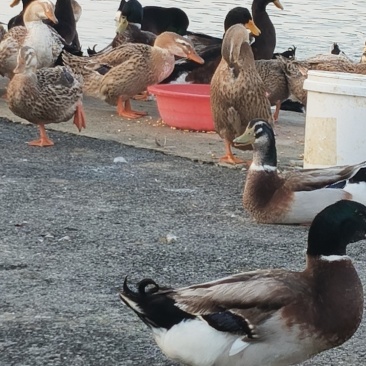鸡🐔鸭🦆鹅
