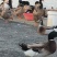 鸡🐔鸭🦆鹅