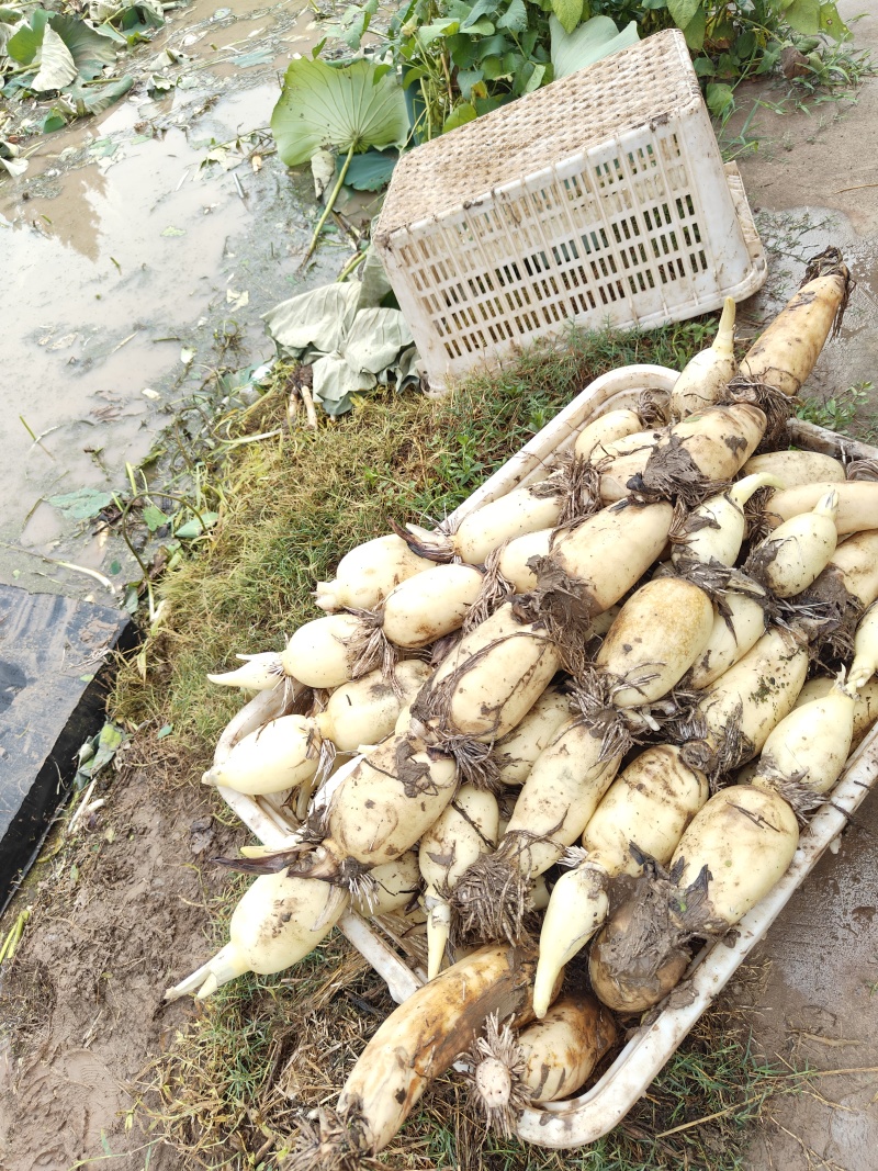 出售莲藕鄂莲六号