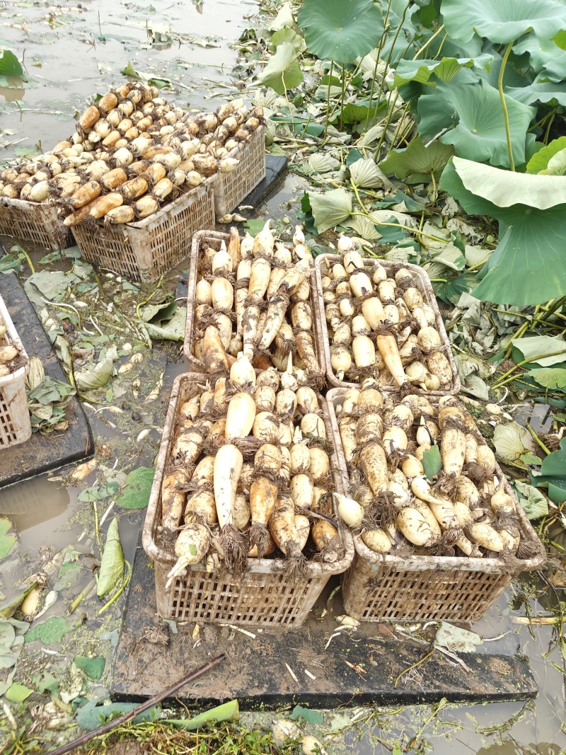 出售莲藕鄂莲六号