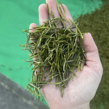 黄金芽毛峰