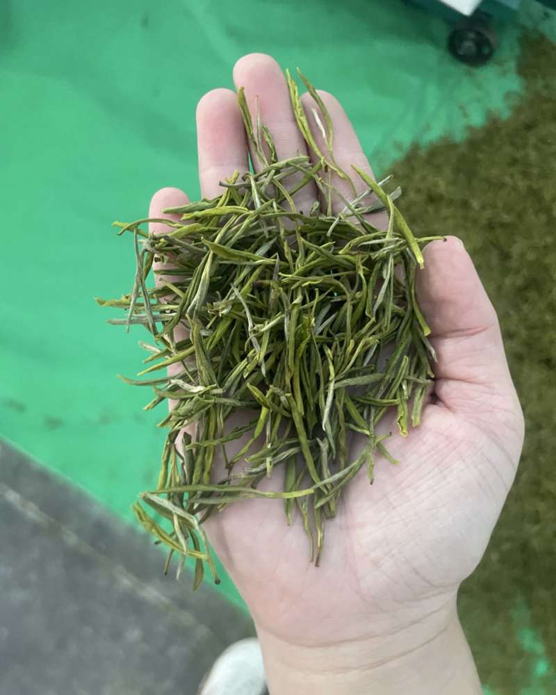 黄金芽毛峰