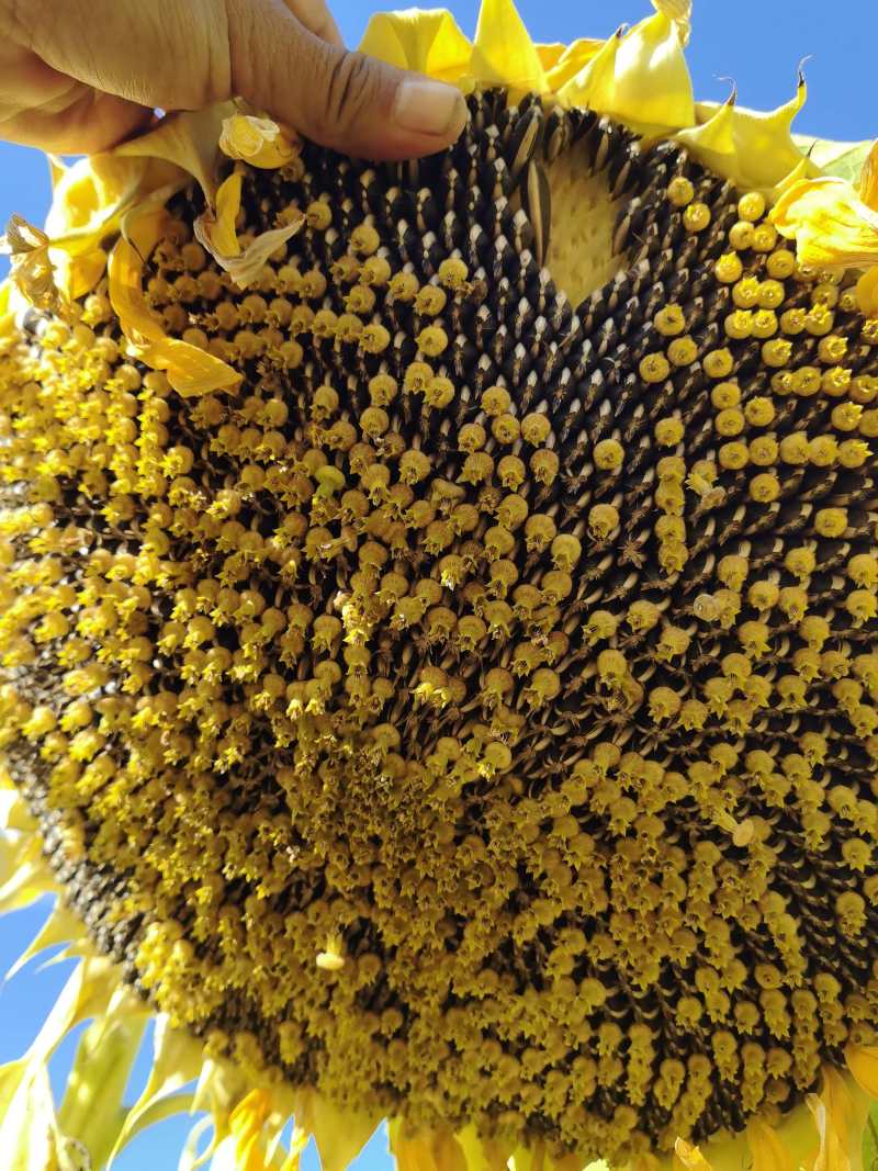 葵花籽粒大饱满量大