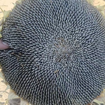 葵花籽粒大饱满量大
