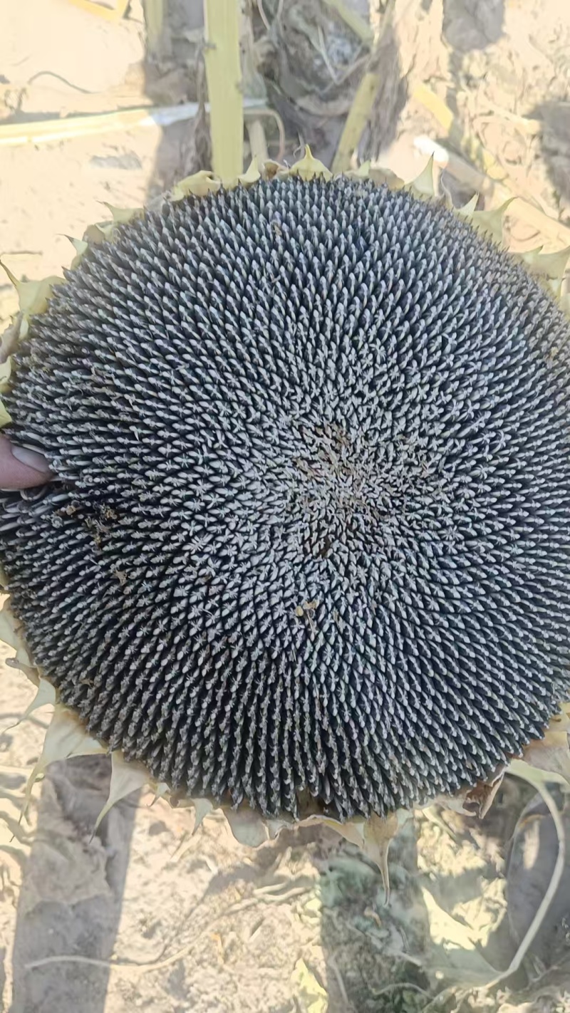 葵花籽粒大饱满量大