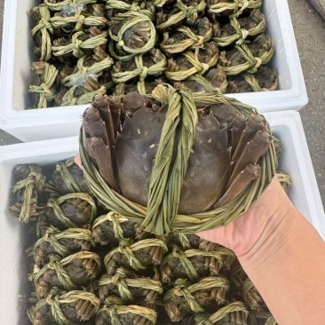 兴化精品大闸蟹