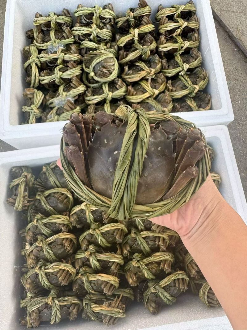 兴化精品大闸蟹