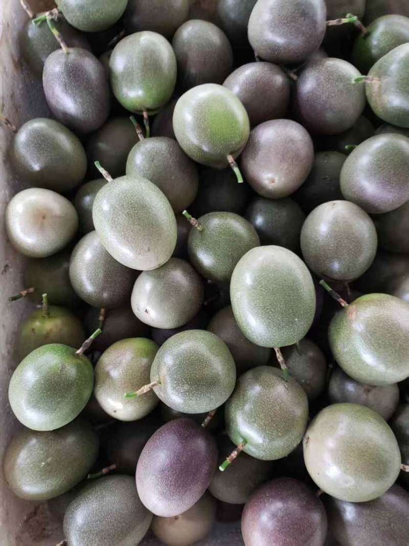 云南高原紫皮百香果