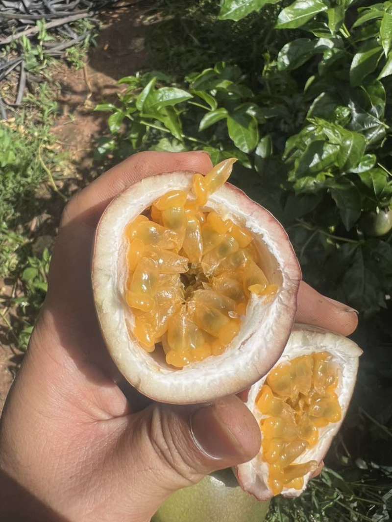 云南高原紫皮百香果
