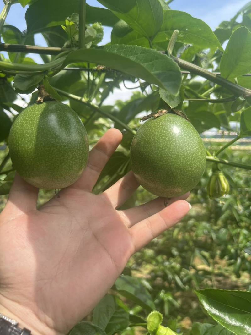 云南高原紫皮百香果