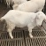 能养活的小猪仔，小羊崽。